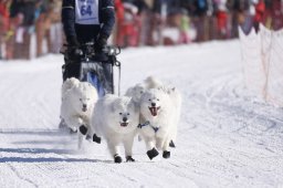 Lenk 2013